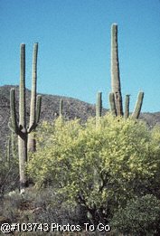 Desert scenic with cactus